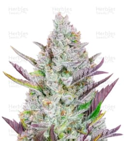 Wedding Glue cannabis strain