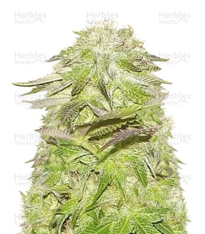 White Widow seeds at Herbies Head Shop