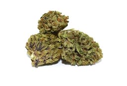 Auto Purple cannabis strain