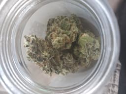 Blue Zushi cannabis strain