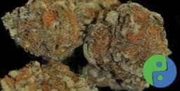 Frosted Flakes cannabis strain