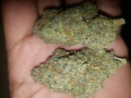 Gelonade cannabis strain