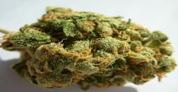 Genius cannabis strain