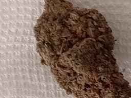 Gorilla Zkittlez cannabis strain