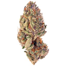 Grandmommy Purple cannabis strain