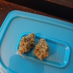 Guava cannabis strain
