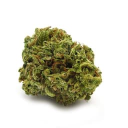 OZ Kush cannabis strain