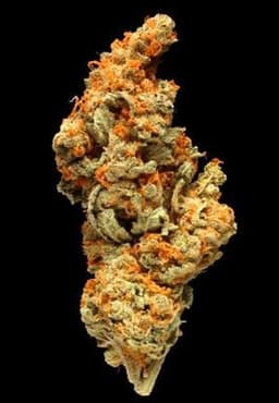 Orange Haze cannabis strain