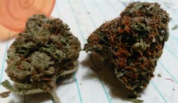 Oregon Diesel cannabis strain