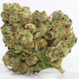 Original OG cannabis strain