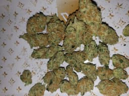 Peach Crescendo cannabis strain