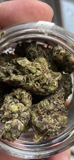 Pink Guava cannabis strain
