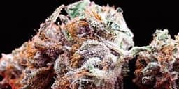 Pink Pez cannabis strain