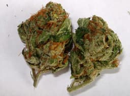 Platinum 45 cannabis strain