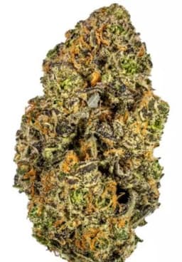 Platinum Blue Dream cannabis strain