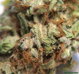Platinum Bubba cannabis strain