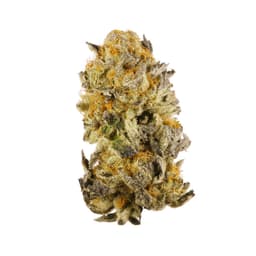 Platinum Granddaddy Purple cannabis strain