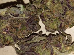 Platinum Purple Kush cannabis strain