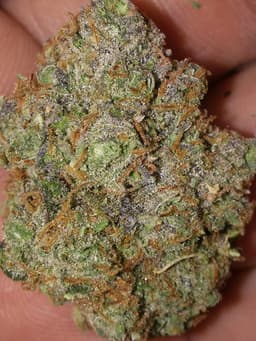 Purple Champagne cannabis strain