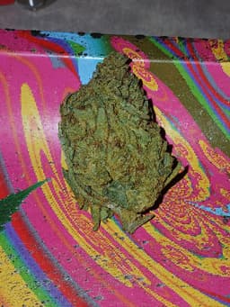 Purple Gas cannabis strain
