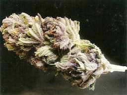 Purple Goat cannabis strain