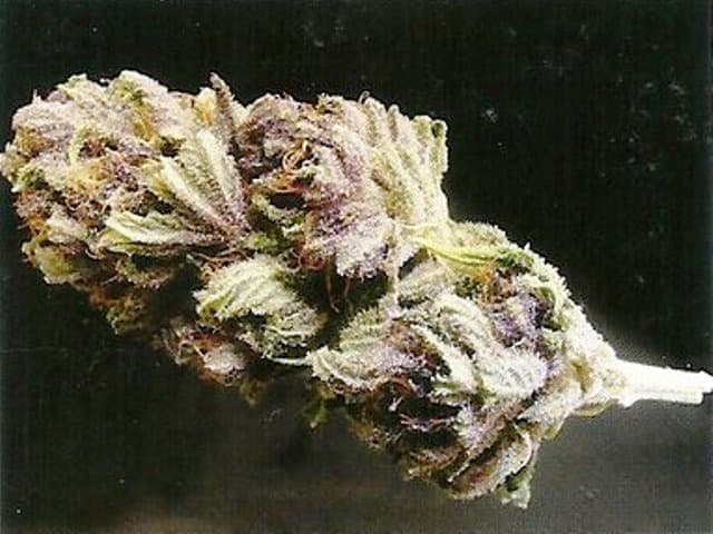Purple Goat - Indica Cannabis Strain