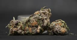 Purple Ice cannabis strain