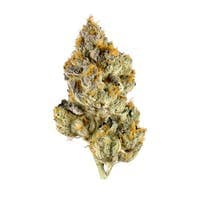 Purple Lemonade cannabis strain