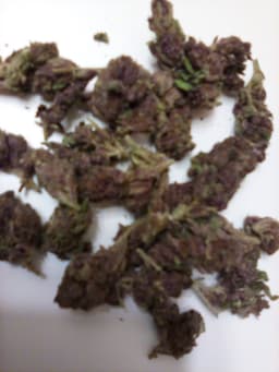 Purple Monkey cannabis strain