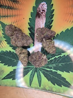 Purple Octane cannabis strain