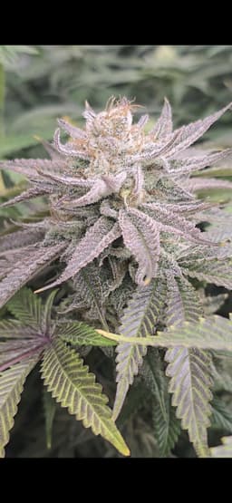 Queen Mother cannabis strain
