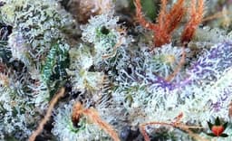 Raskal OG cannabis strain