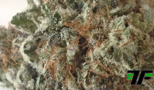 Raspberry Kush - Indica Cannabis Strain