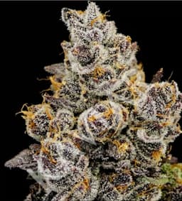 Razzberry cannabis strain