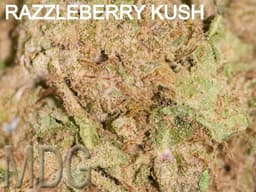 Razzleberry Kush cannabis strain