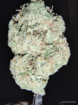 Red Cherry Berry cannabis strain