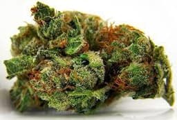 Rockstar Master Kush cannabis strain