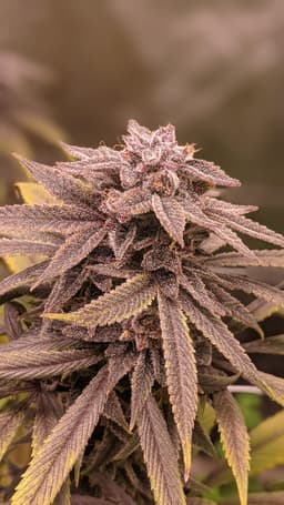 Romulan Berry cannabis strain