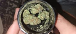Royal Cookies cannabis strain