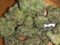 RudeBoi OG cannabis strain