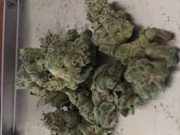 SFV OG Kush cannabis strain