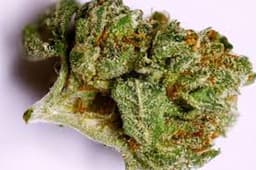 Saturn OG cannabis strain