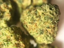 Scotts OG cannabis strain