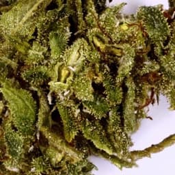 Shangri La OG cannabis strain