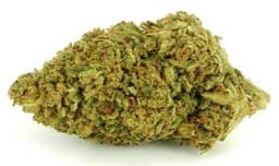 Shiskaberry cannabis strain