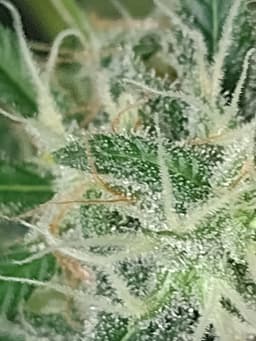 Silver Kush cannabis strain
