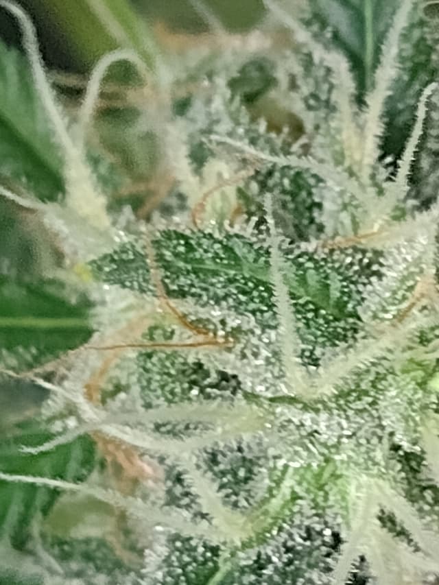 Silver Kush - Indica Cannabis Strain