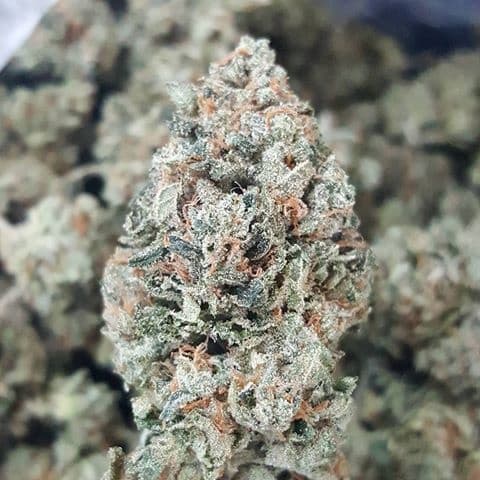 Slimer OG - Indica Cannabis Strain
