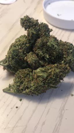 Space Cake cannabis strain