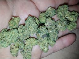Starry Night cannabis strain
